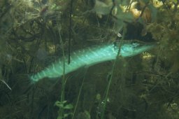 20010803_Echinger_Weiher_0048